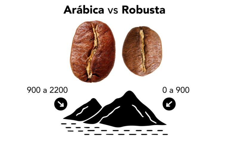 arabica vs robusta